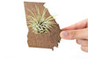 Georgia State Wooden Cut Out Magnet  + Air Plant