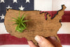 United States Wooden Cut Out Magnet  + Air Plant