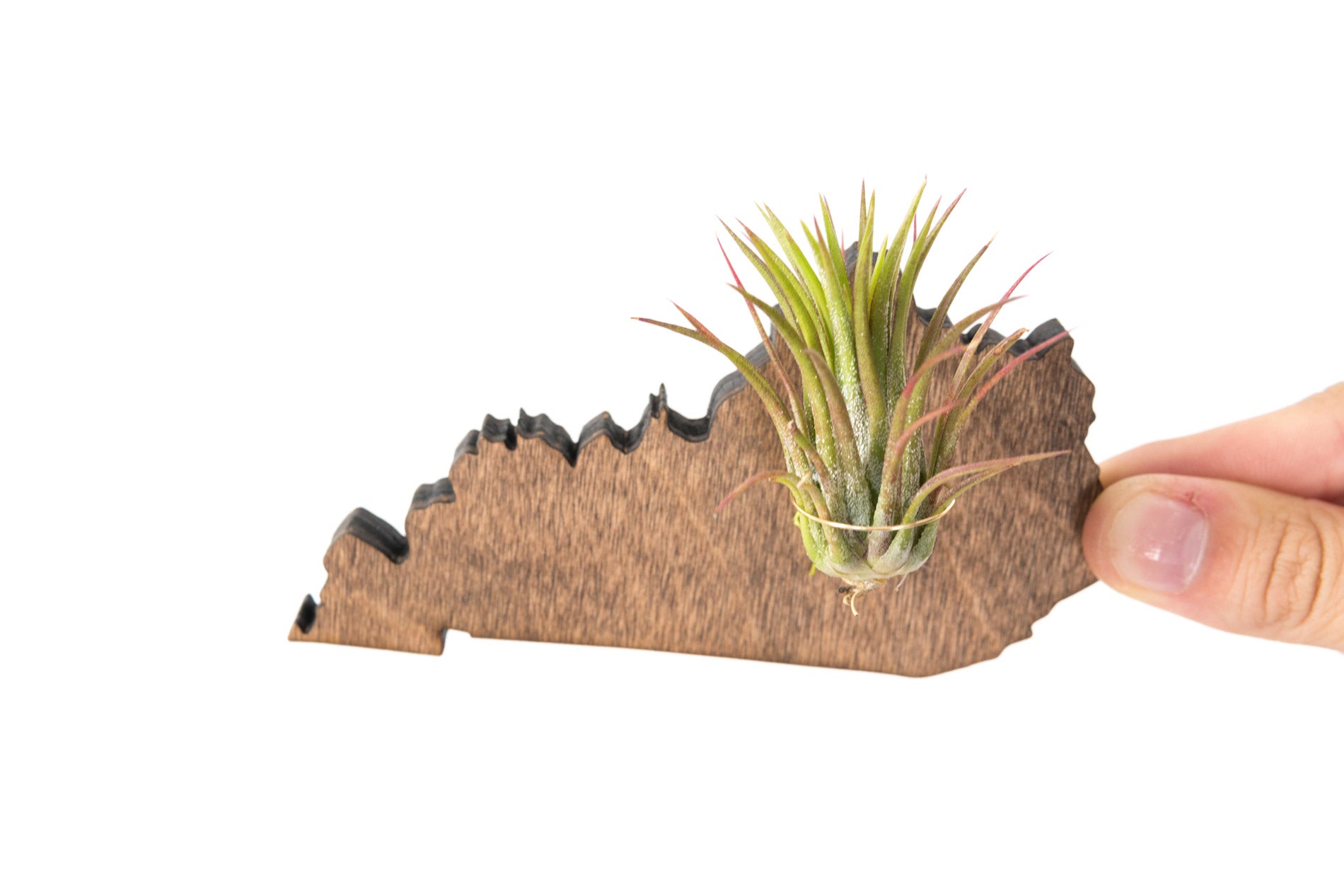 Kentucky State Wooden Cut Out Magnet  + Air Plant