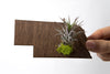 Nebraska State Wooden Cut Out Magnet  + Air Plant