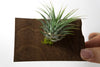 North Dakota State Wooden Cut Out Magnet  + Air Plant