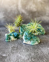 Green Rough Fluorite and Air plant
