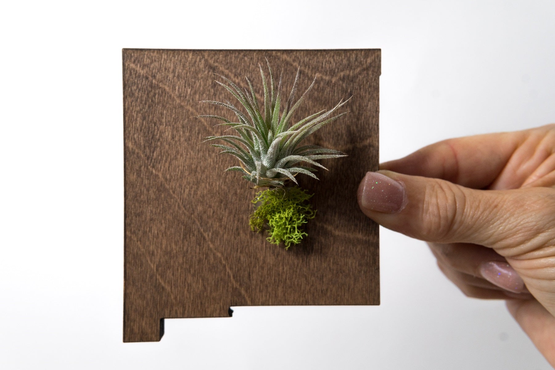 New Mexico State Wooden Cut Out Magnet  + Air Plant
