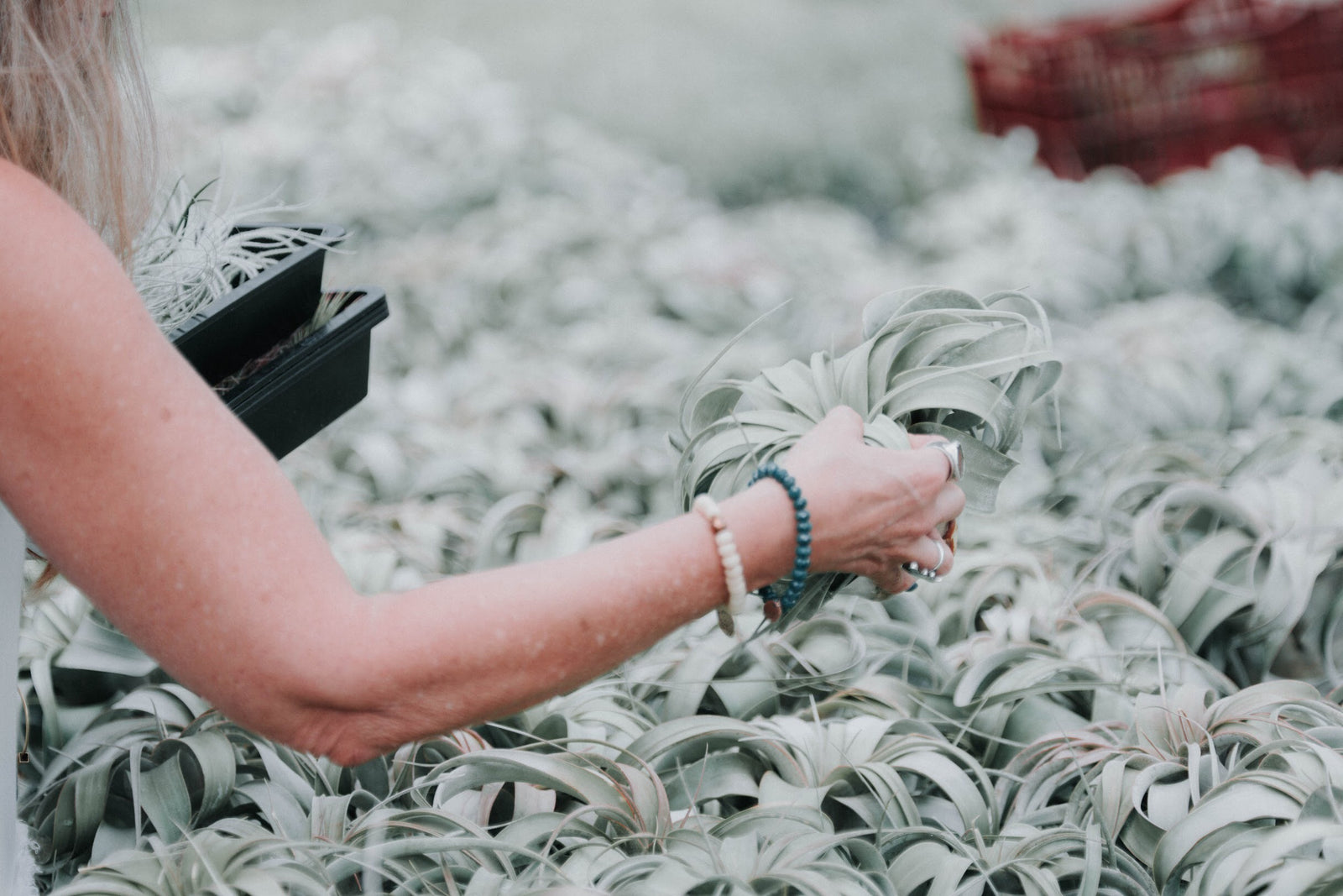 Tillandsia - Air Plant Heaven