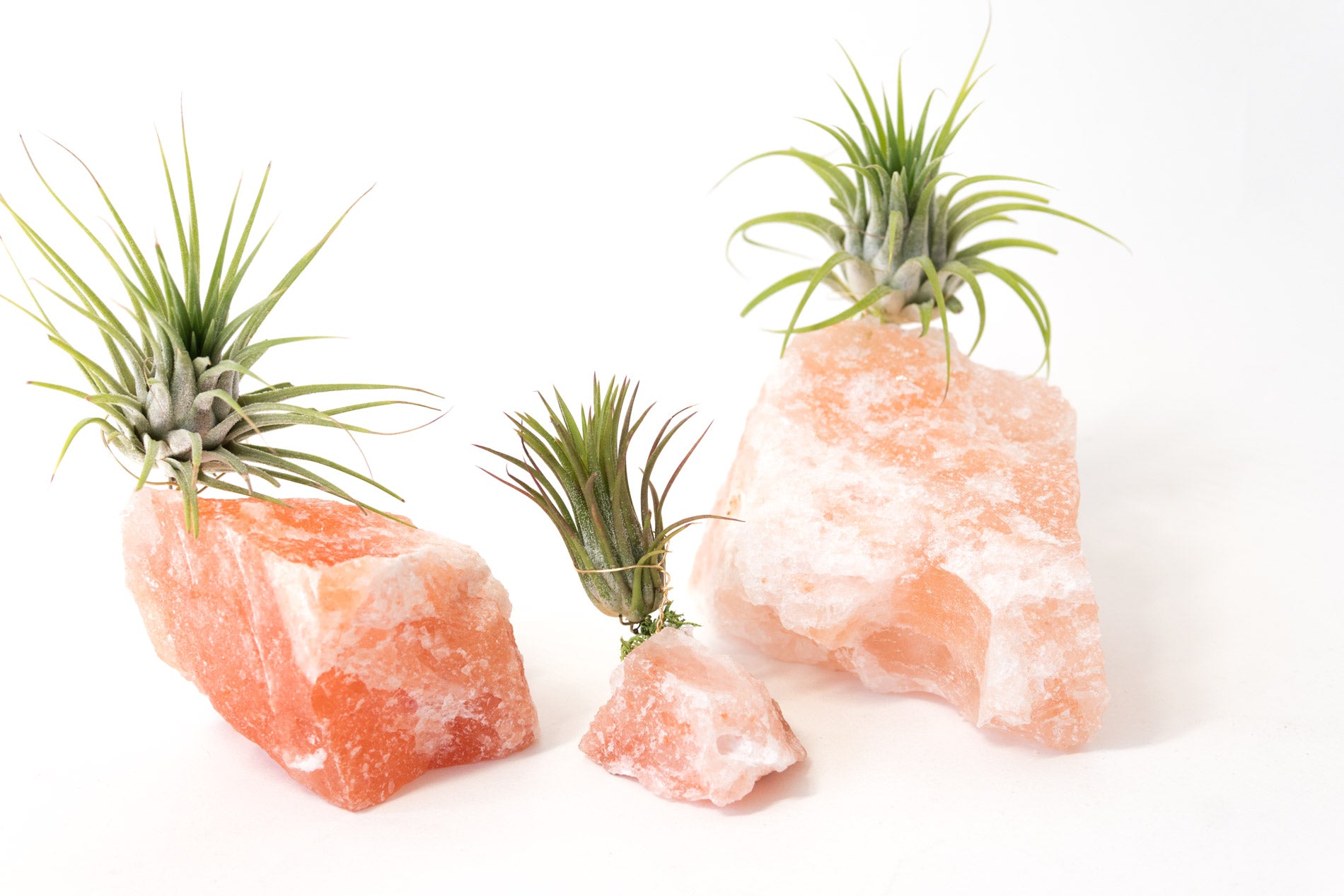 air plant crystals Himalayan Salt Crystal + Air Plant