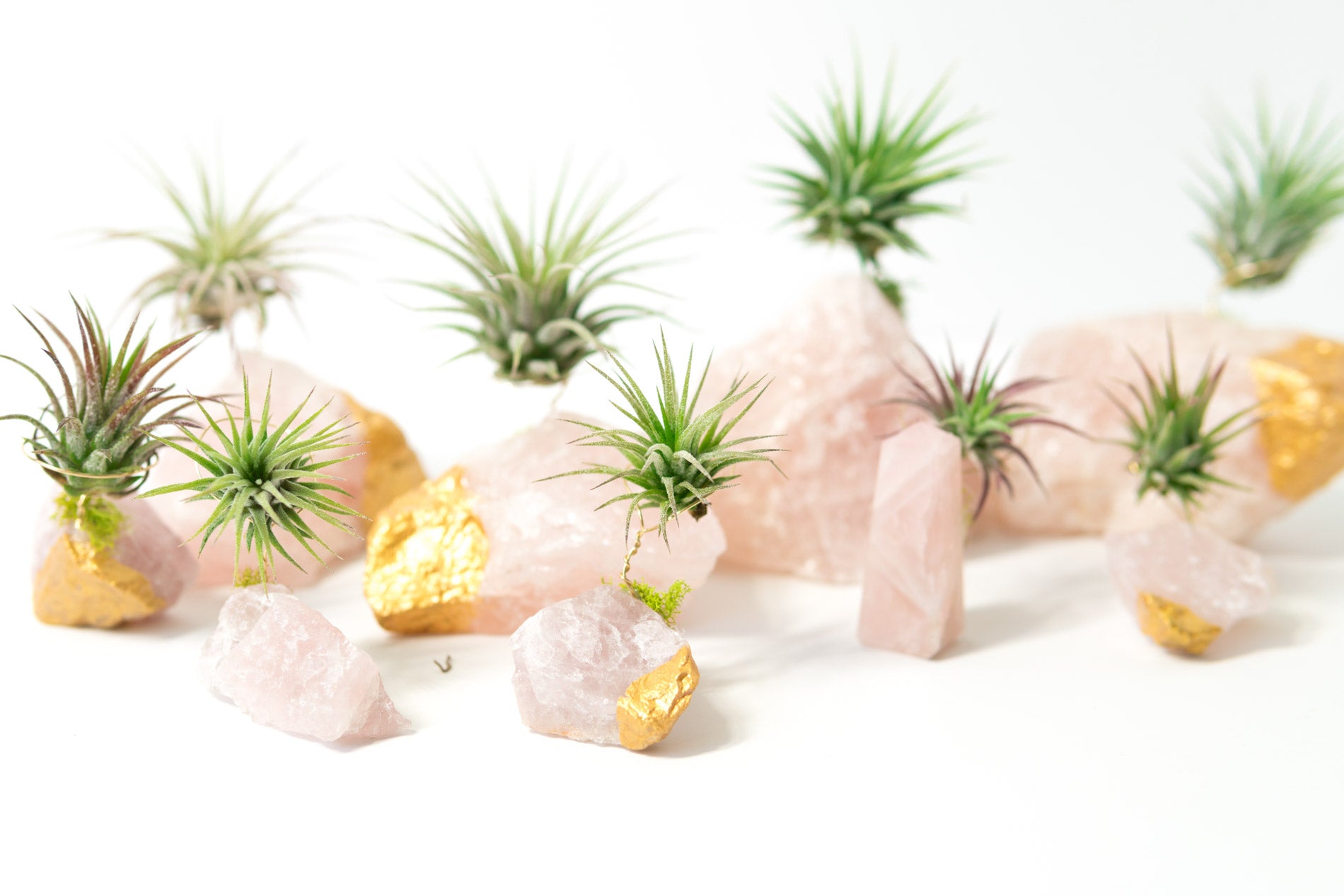 air plants portland oregon Oregon State Wooden Cut Out Magnet + Air Plant