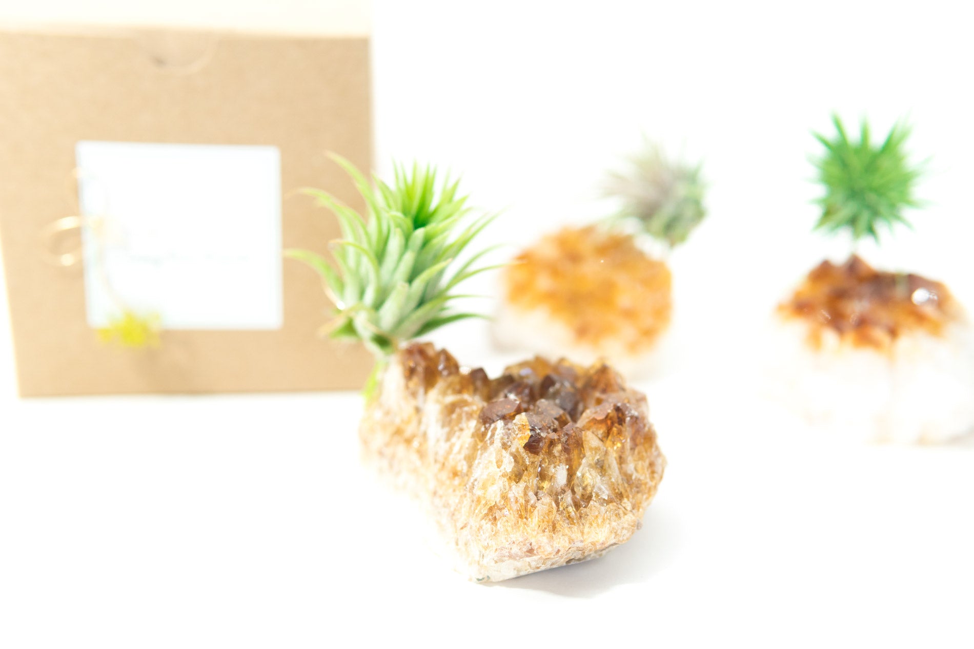 pineapple air plant magnet Citrine + Air Plant