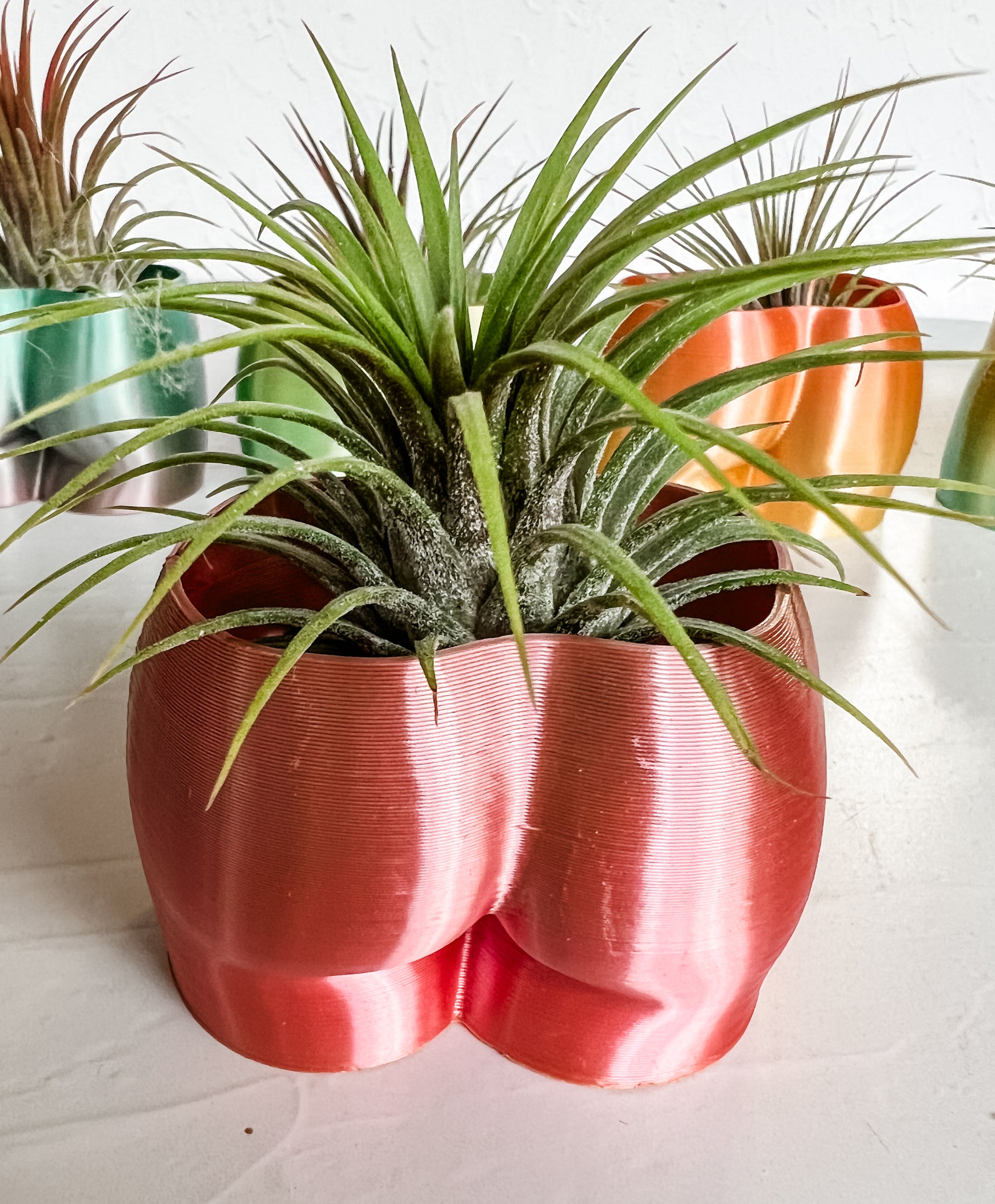 Cheeky Booty Planter + Air Plant