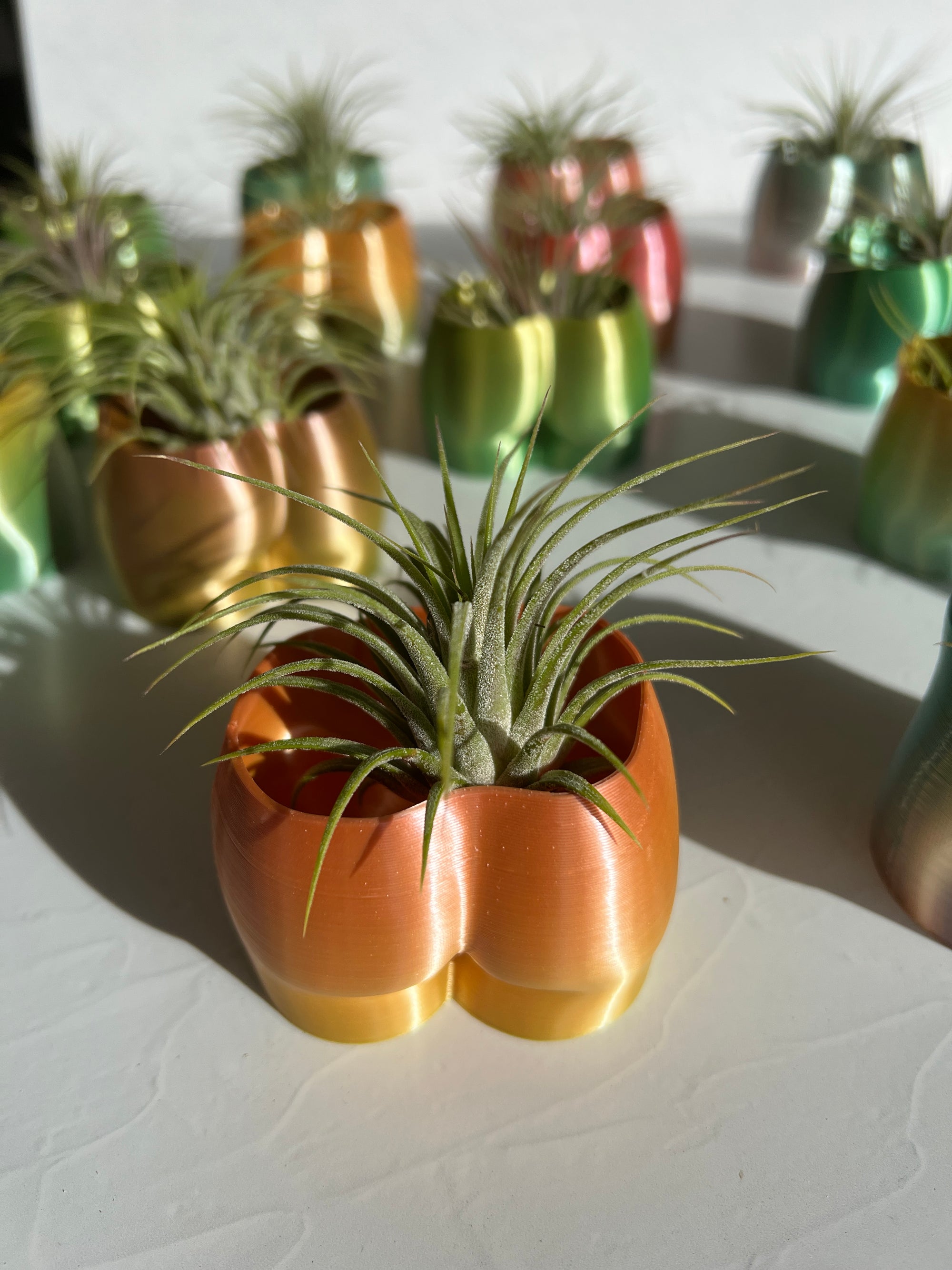 Cheeky Booty Planter + Air Plant