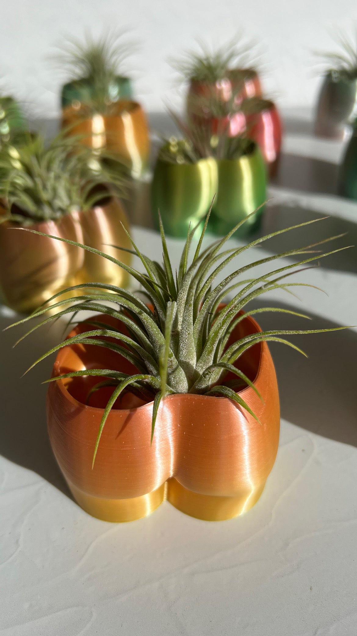 Cheeky Booty Planter + Air Plant