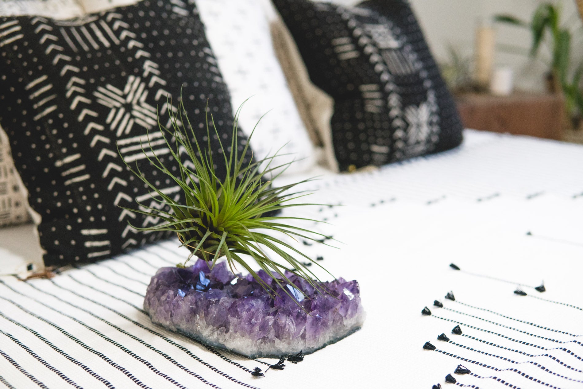 Statement Amethyst + Air Plant