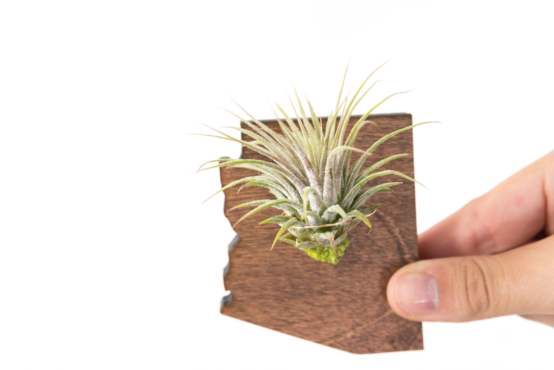 Arizona State Wood  Magnet  + Air Plant