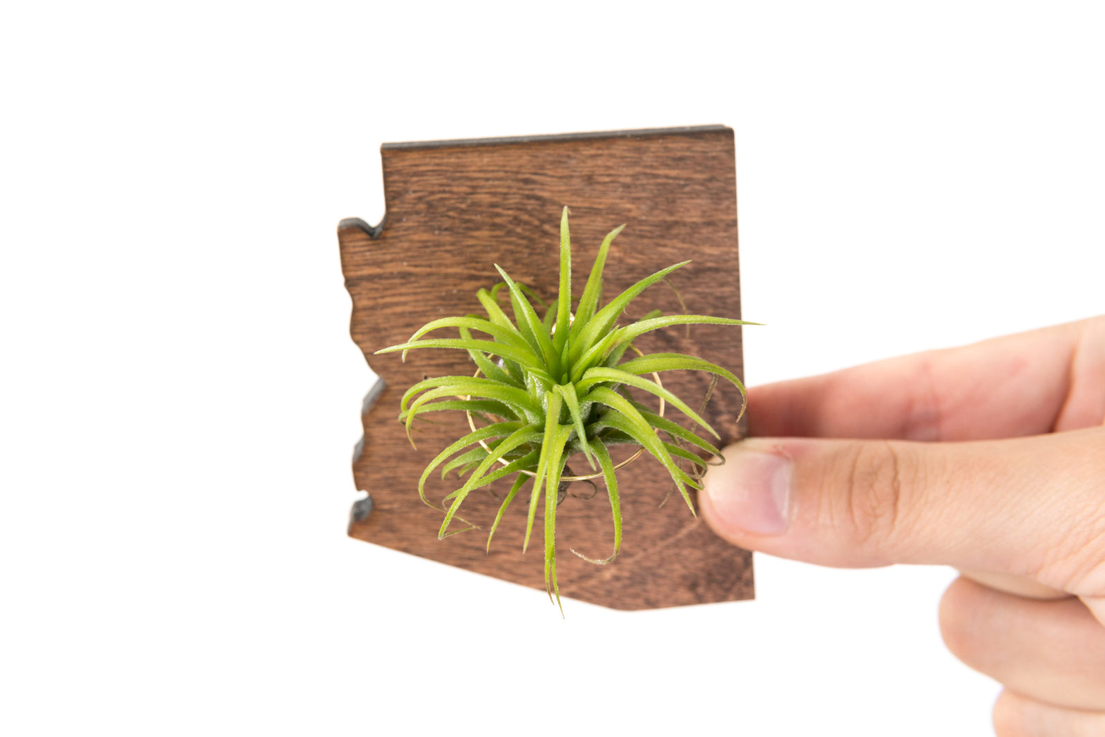 Arizona State Wood  Magnet  + Air Plant