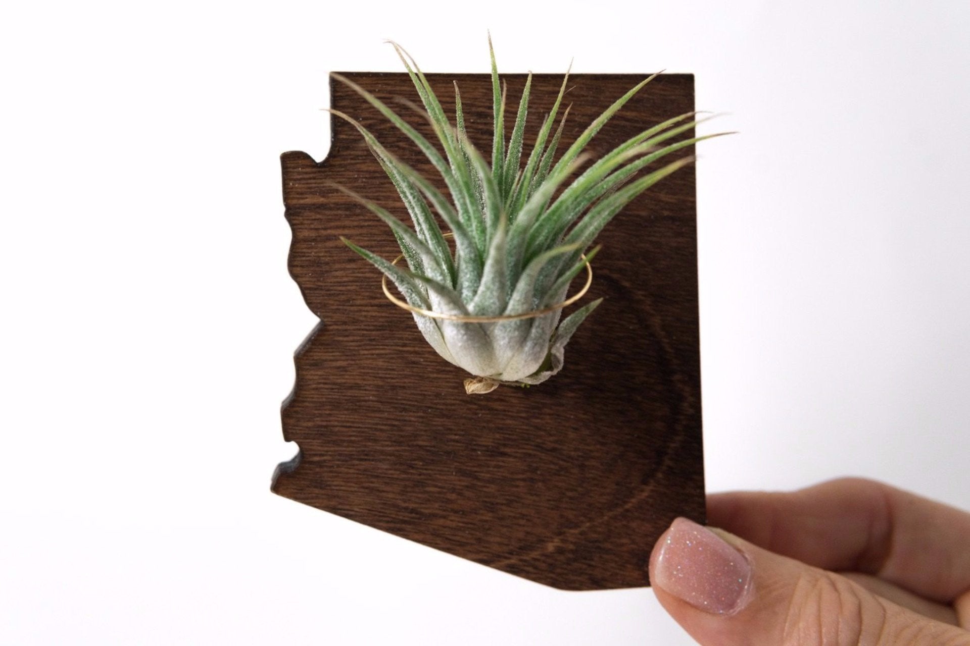 Arizona State Wood  Magnet  + Air Plant