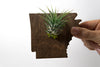 Arkansas State Wooden Cut Out Magnet  + Air Plant