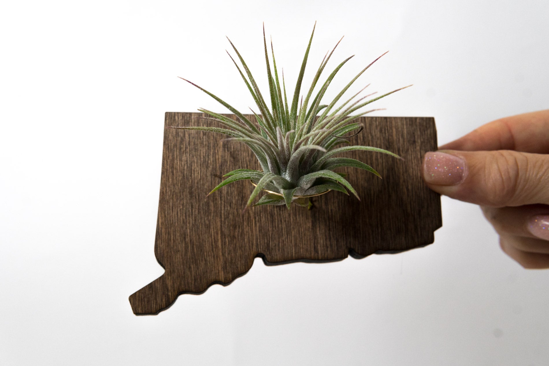 Connecticut State Wooden Cut Out Magnet  + Air Plant