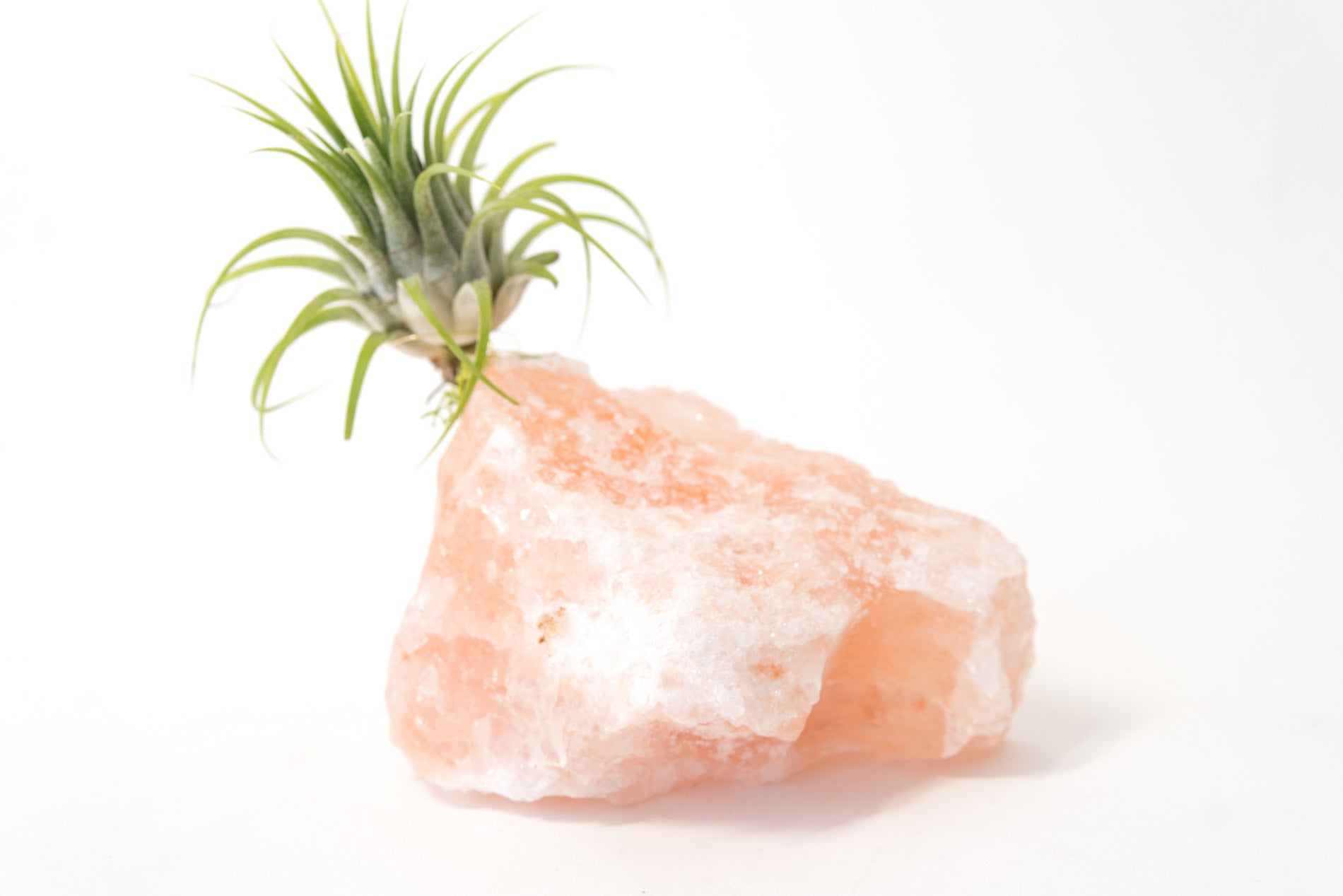 Himalayan Salt Crystal + Air Plant