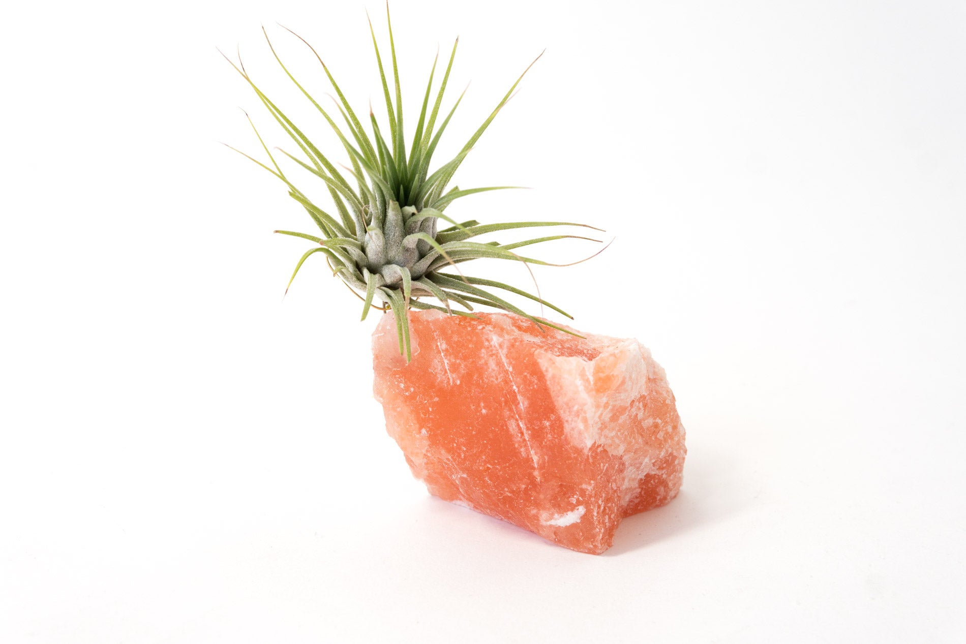Himalayan Salt Crystal + Air Plant