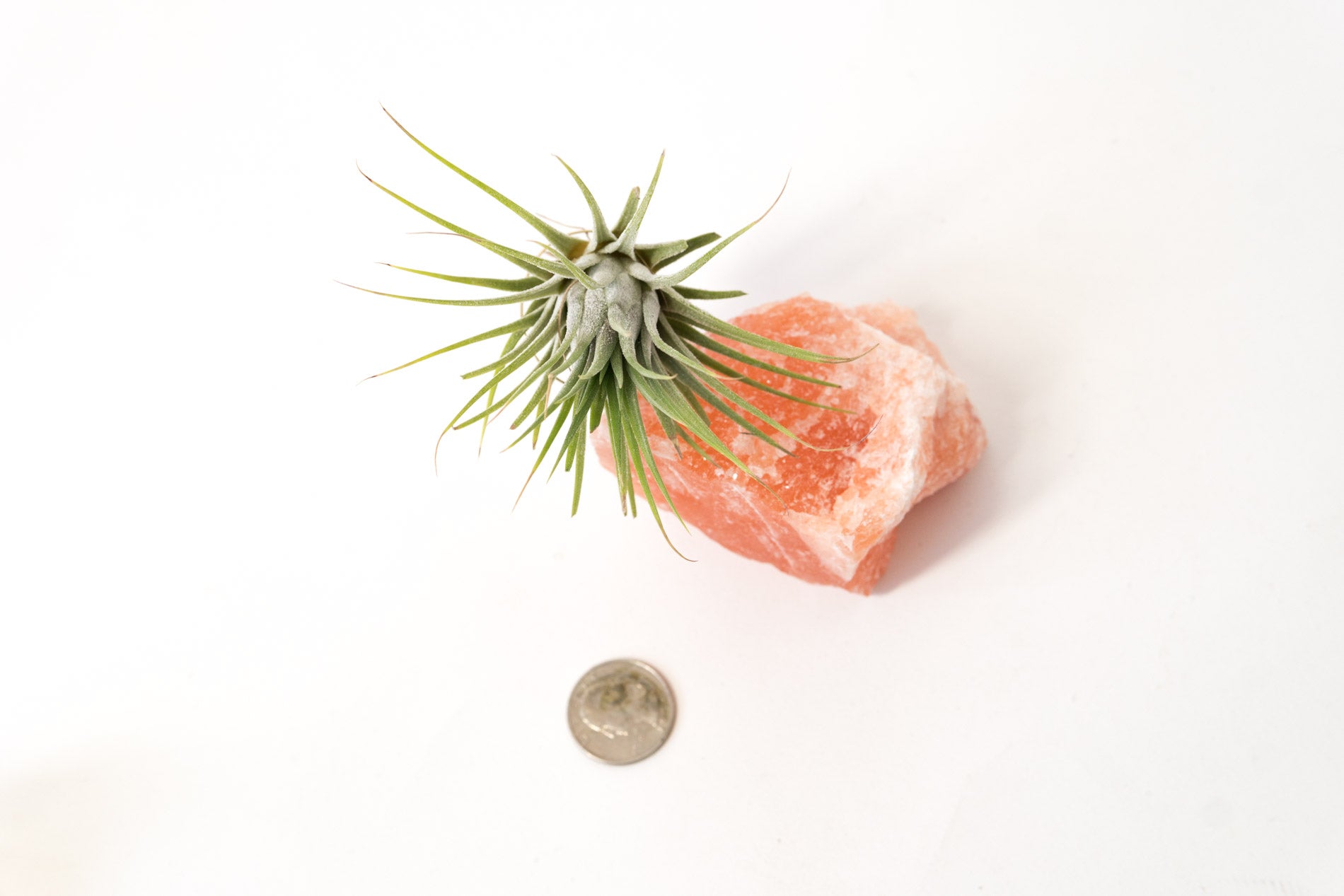 Himalayan Salt Crystal + Air Plant