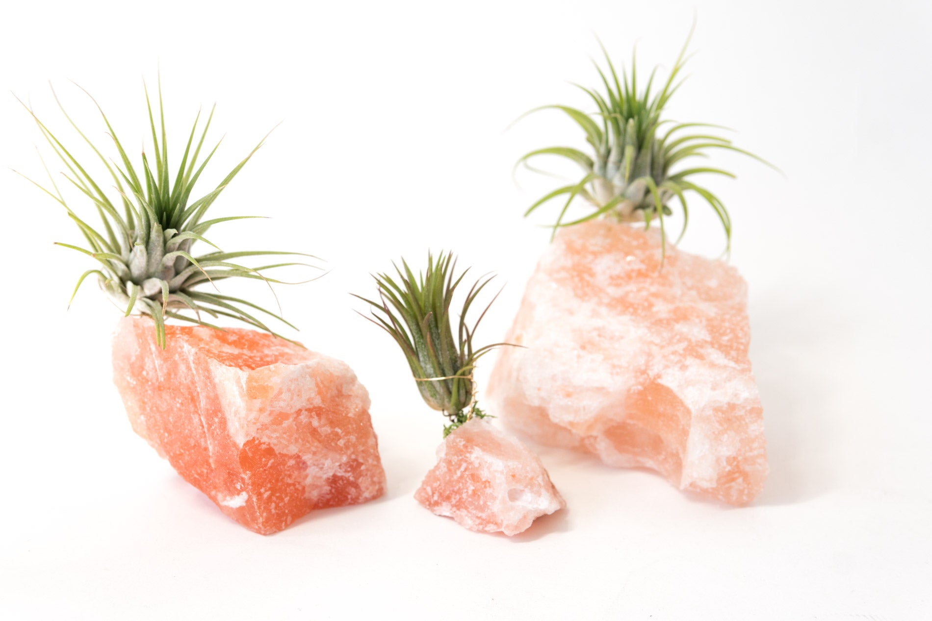 air plant crystals Himalayan Salt Crystal + Air Plant