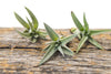 Air Plant - Harrissi