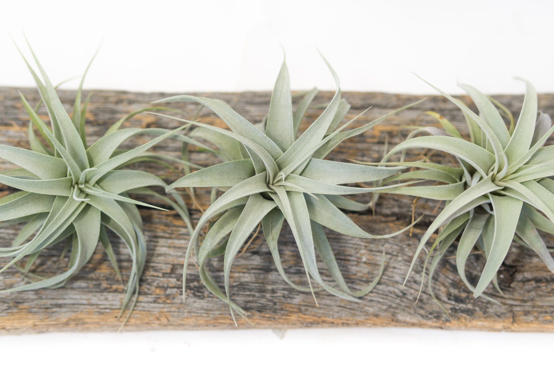 zero grafica air plant Air Plant - Xerographica