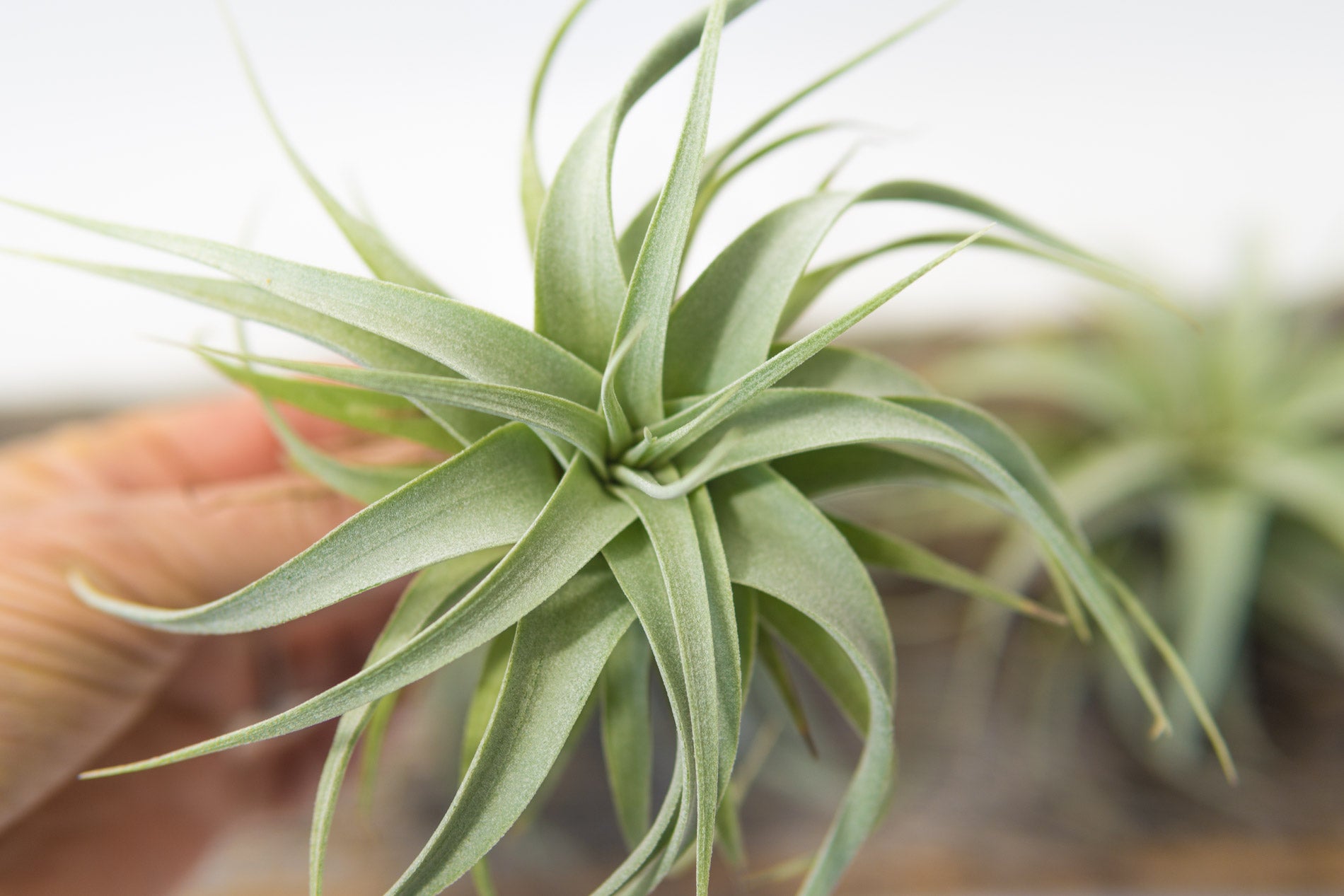 zero grafica air plant Air Plant - Xerographica