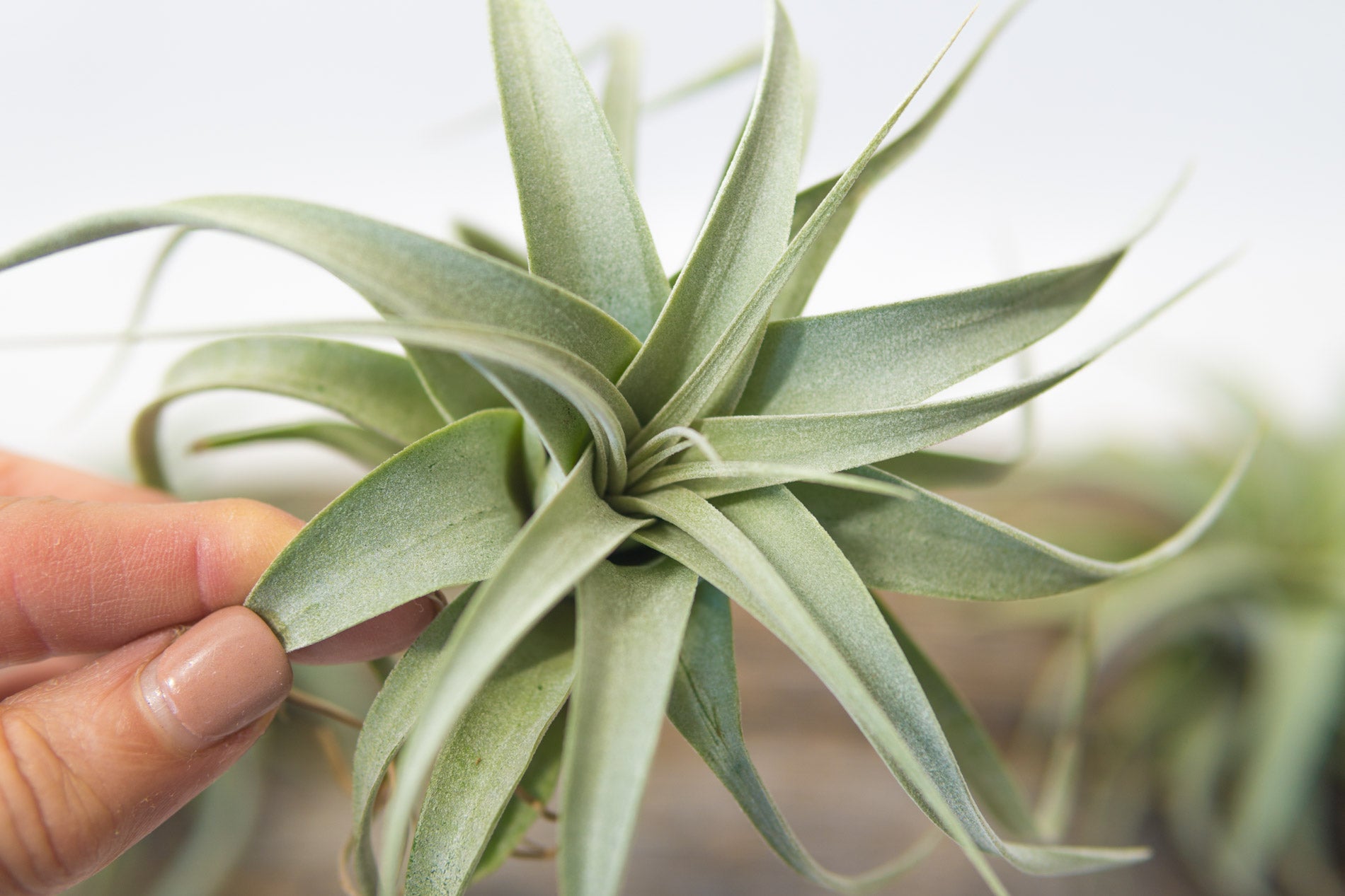 Air Plant - Xerographica