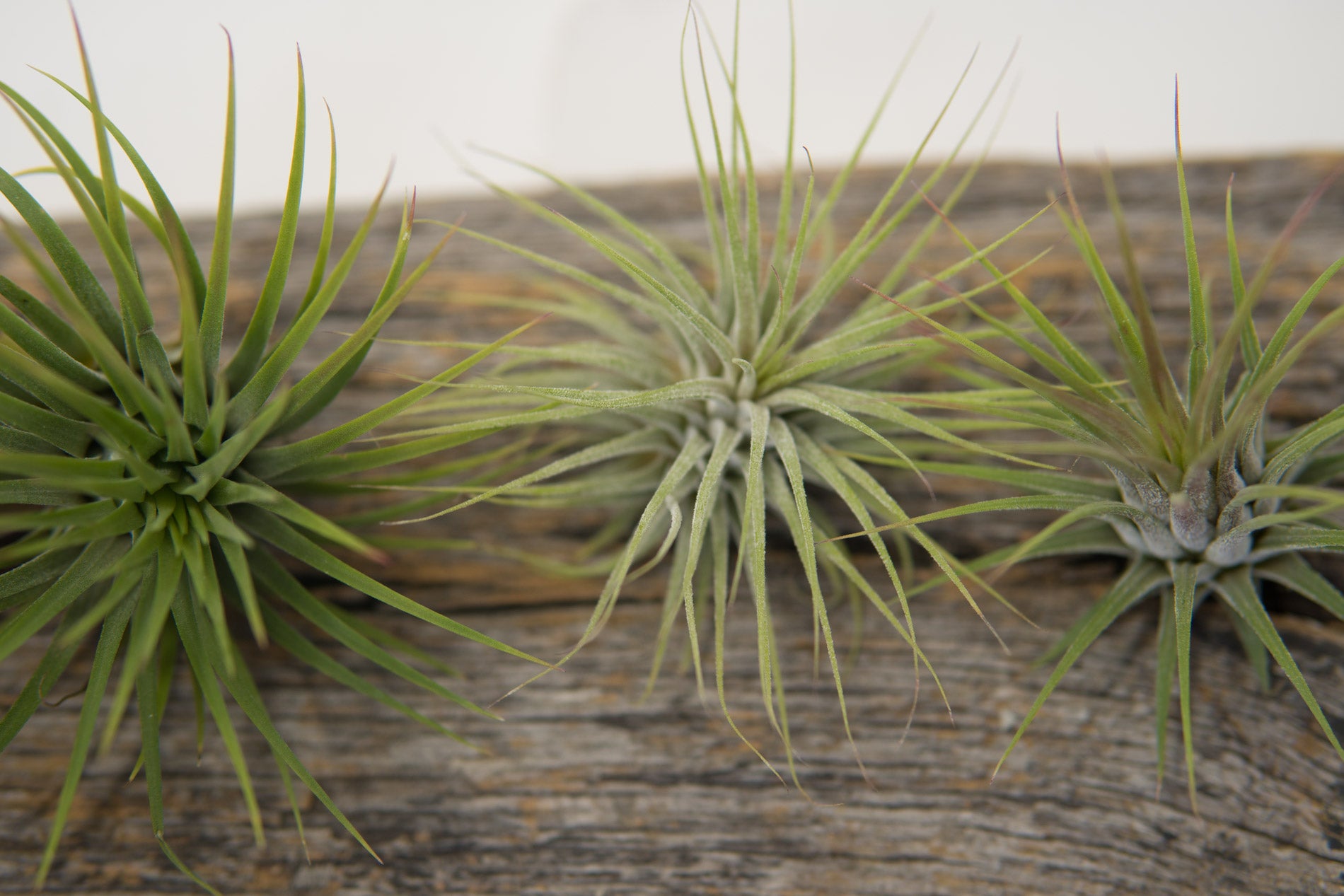 Air Plant - Ionatha Ionatha