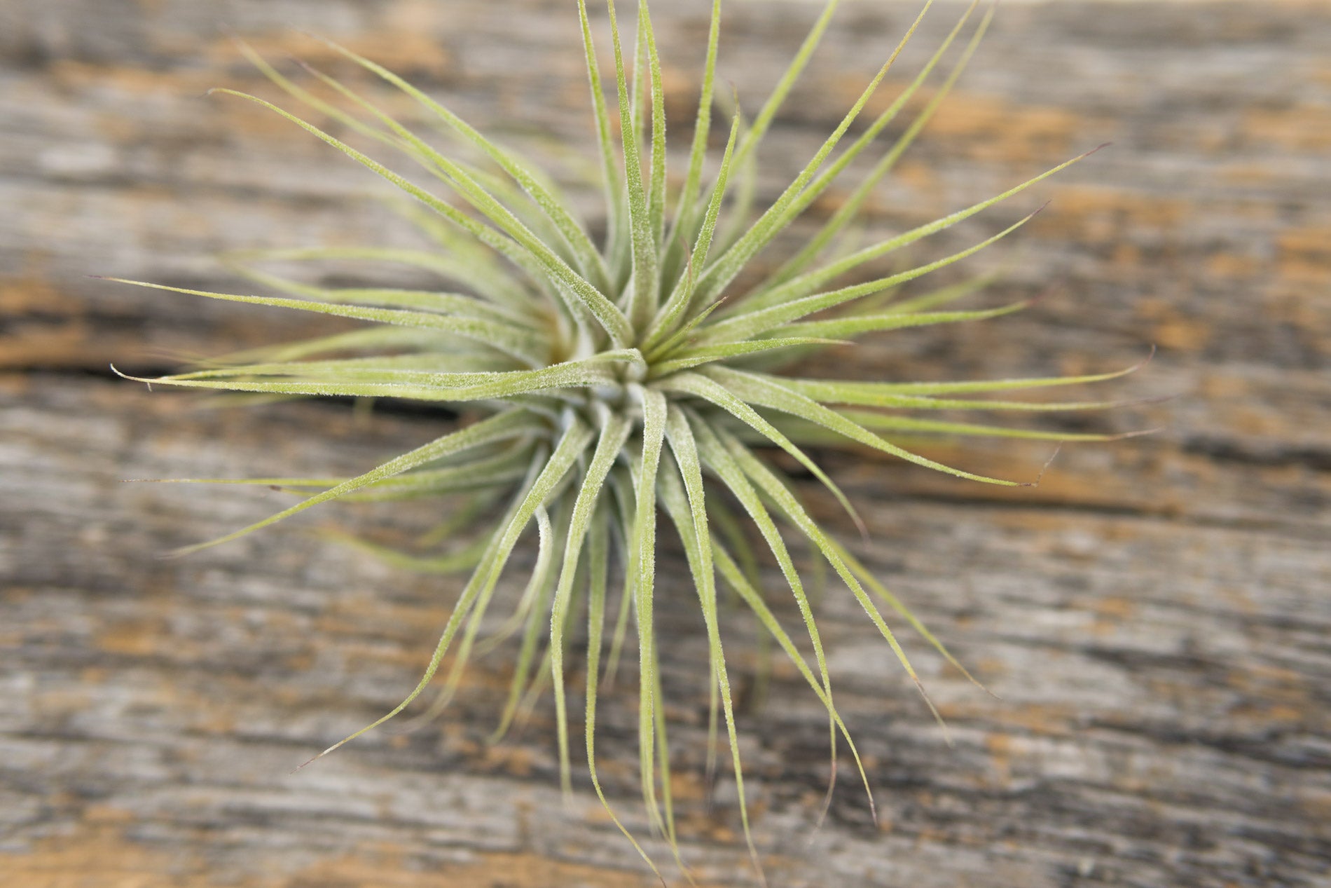 Air Plant - Ionatha Ionatha