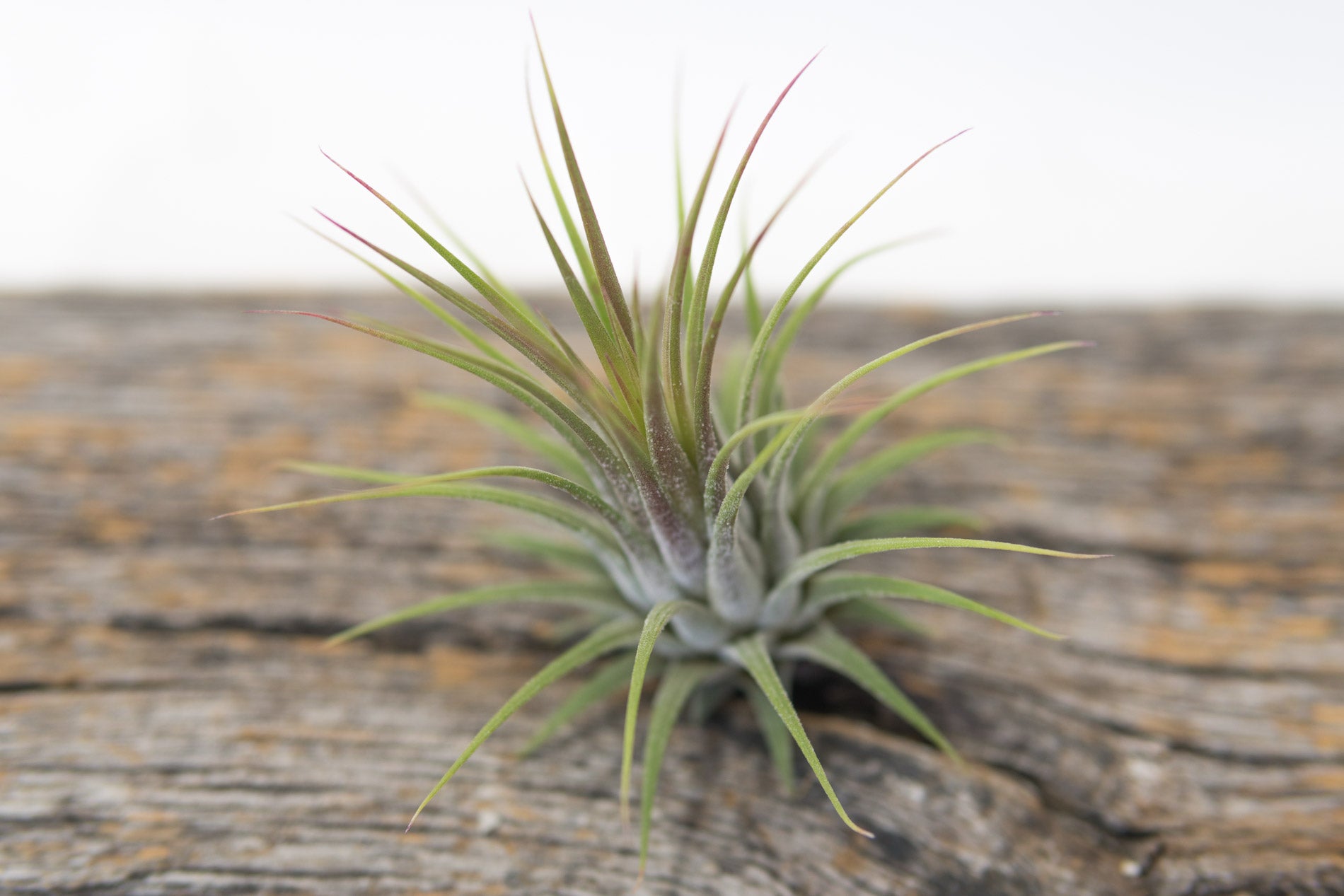 Air Plant - Ionatha Ionatha