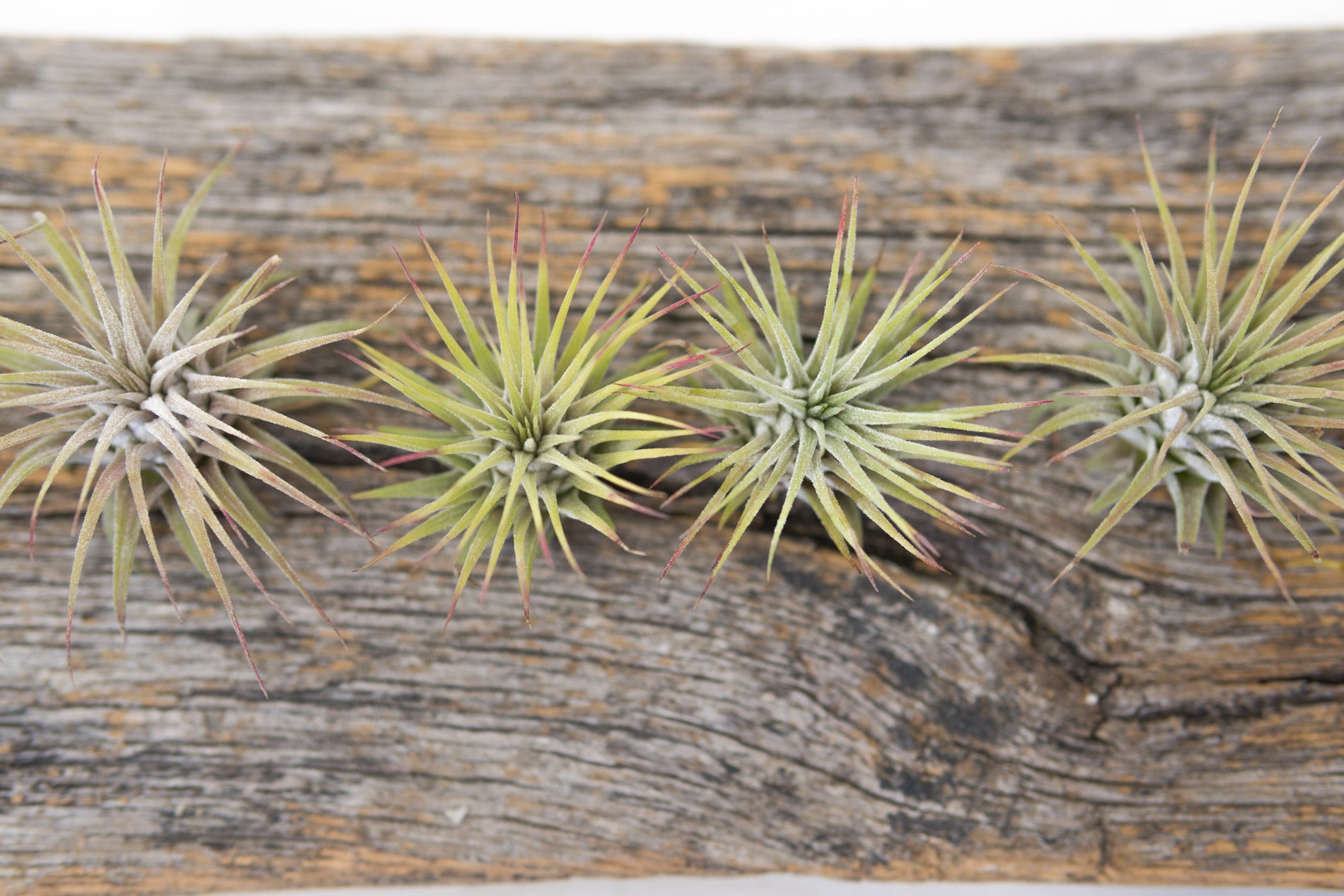 Air Plant Ionatha Rubra