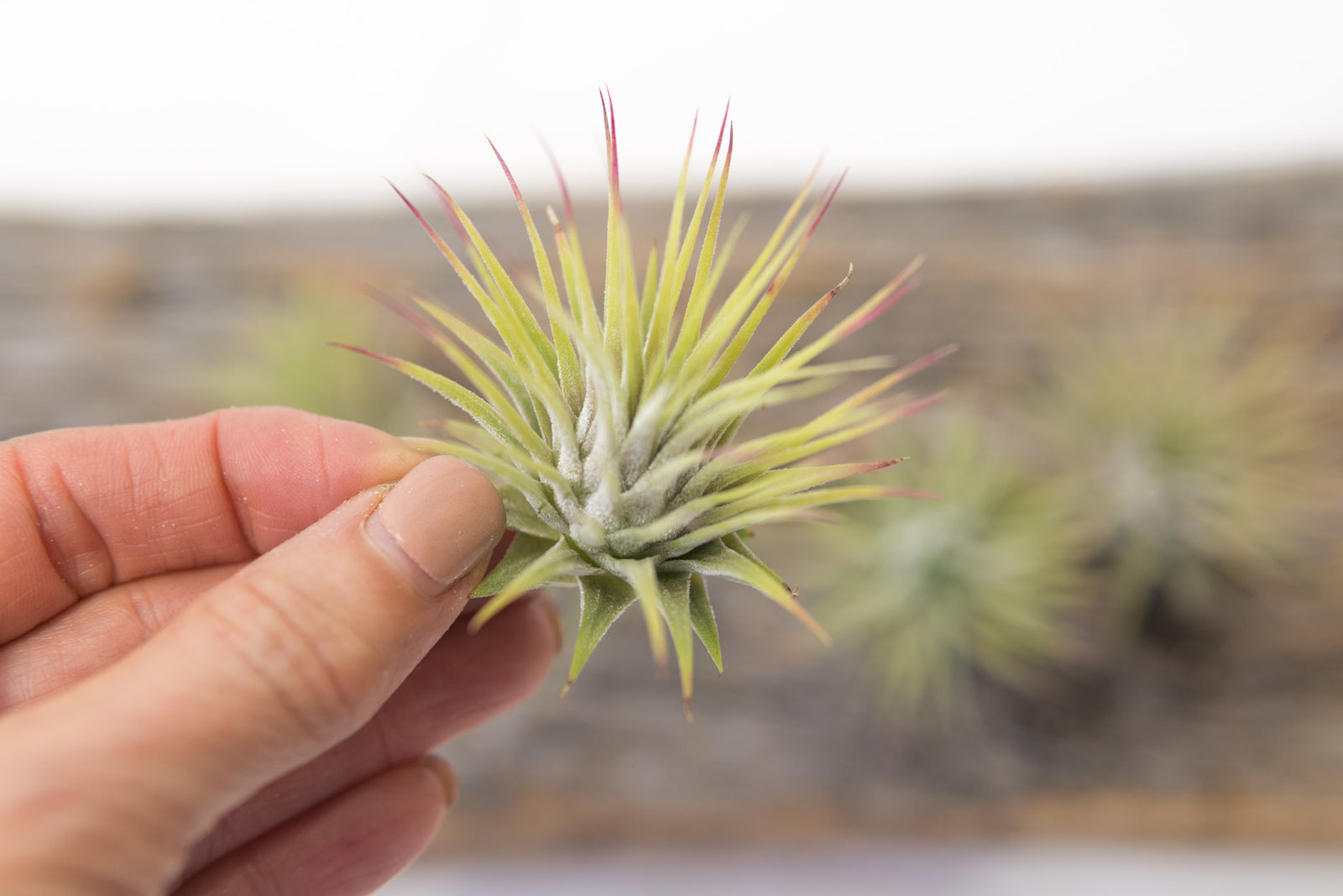 Air Plant - Ionatha Ionatha