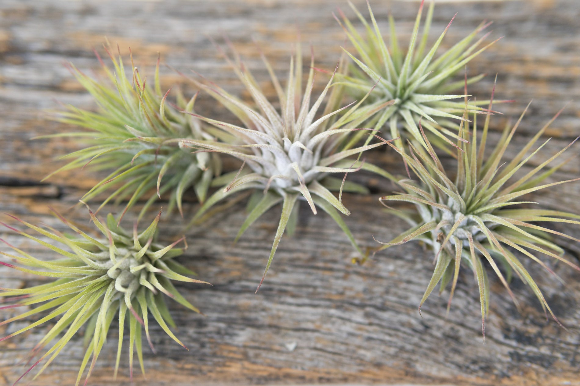 mexican air plants Air Plant - Ionatha Ionatha