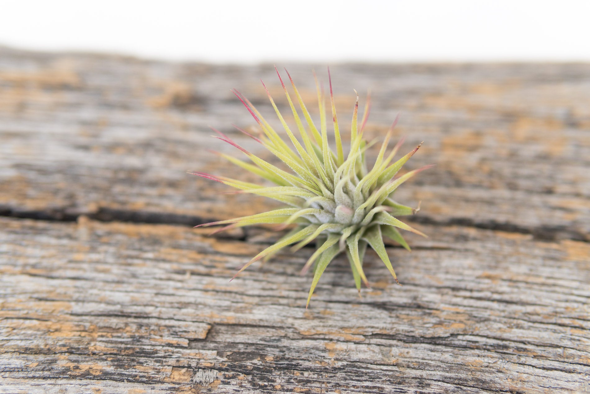 Air Plant - Ionatha Ionatha
