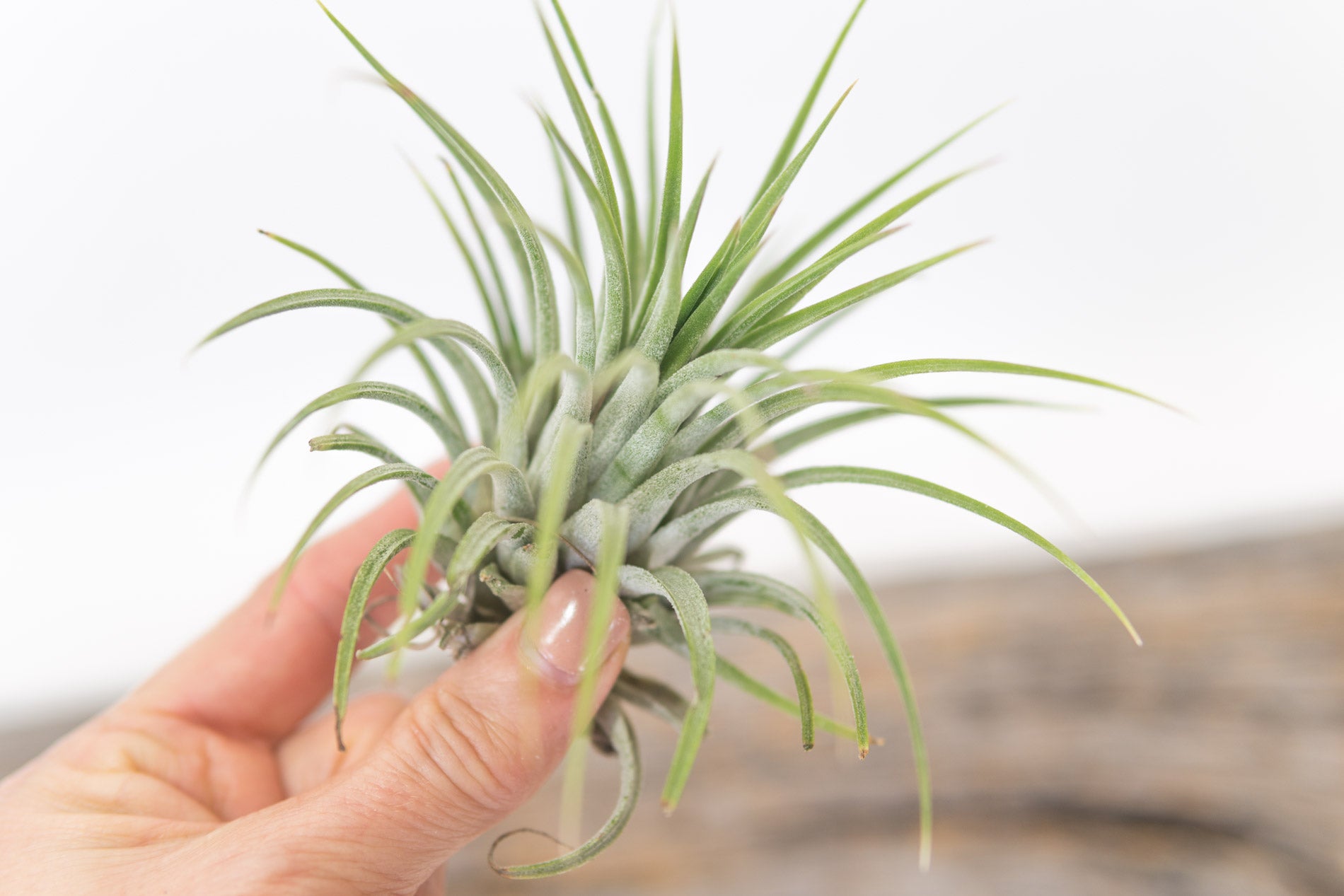Air Plant - Ionatha Ionatha