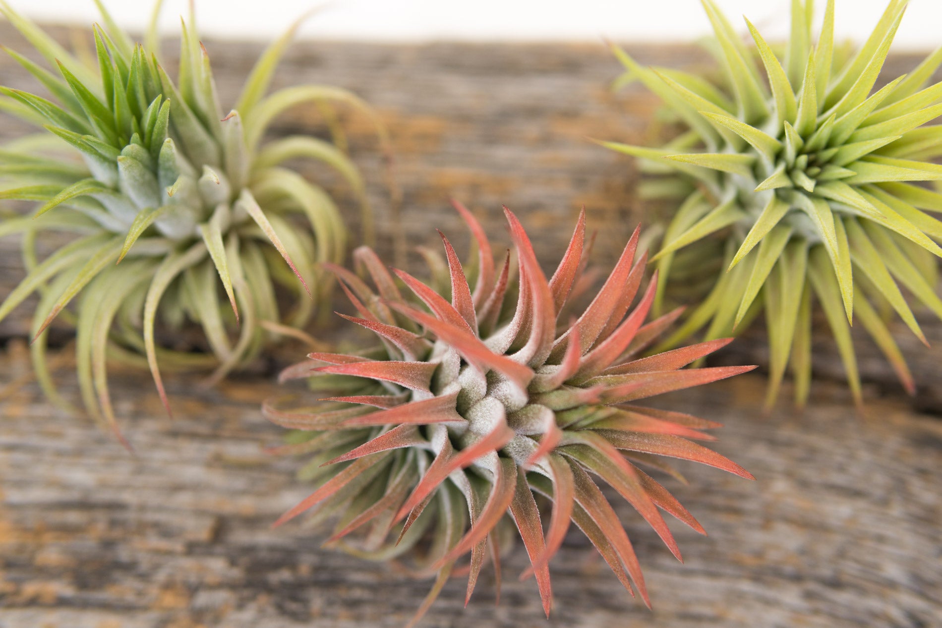 Air Plant Ionatha Rubra