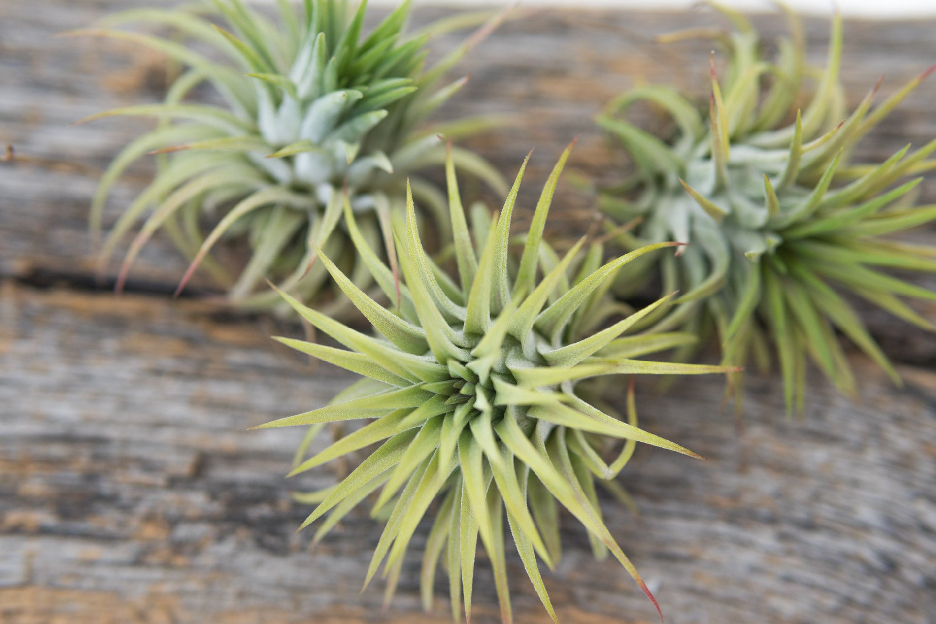 Air Plant Ionatha Rubra