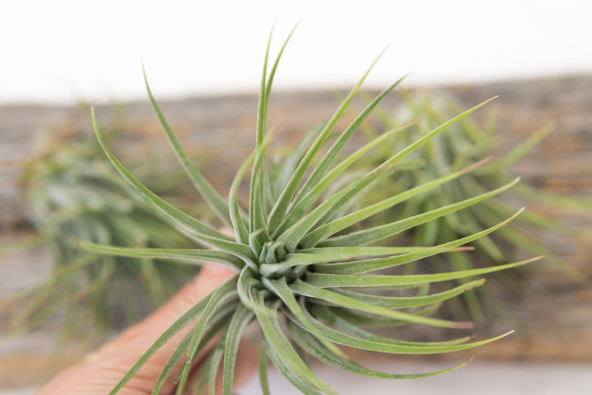 Air Plant Ionatha Rubra
