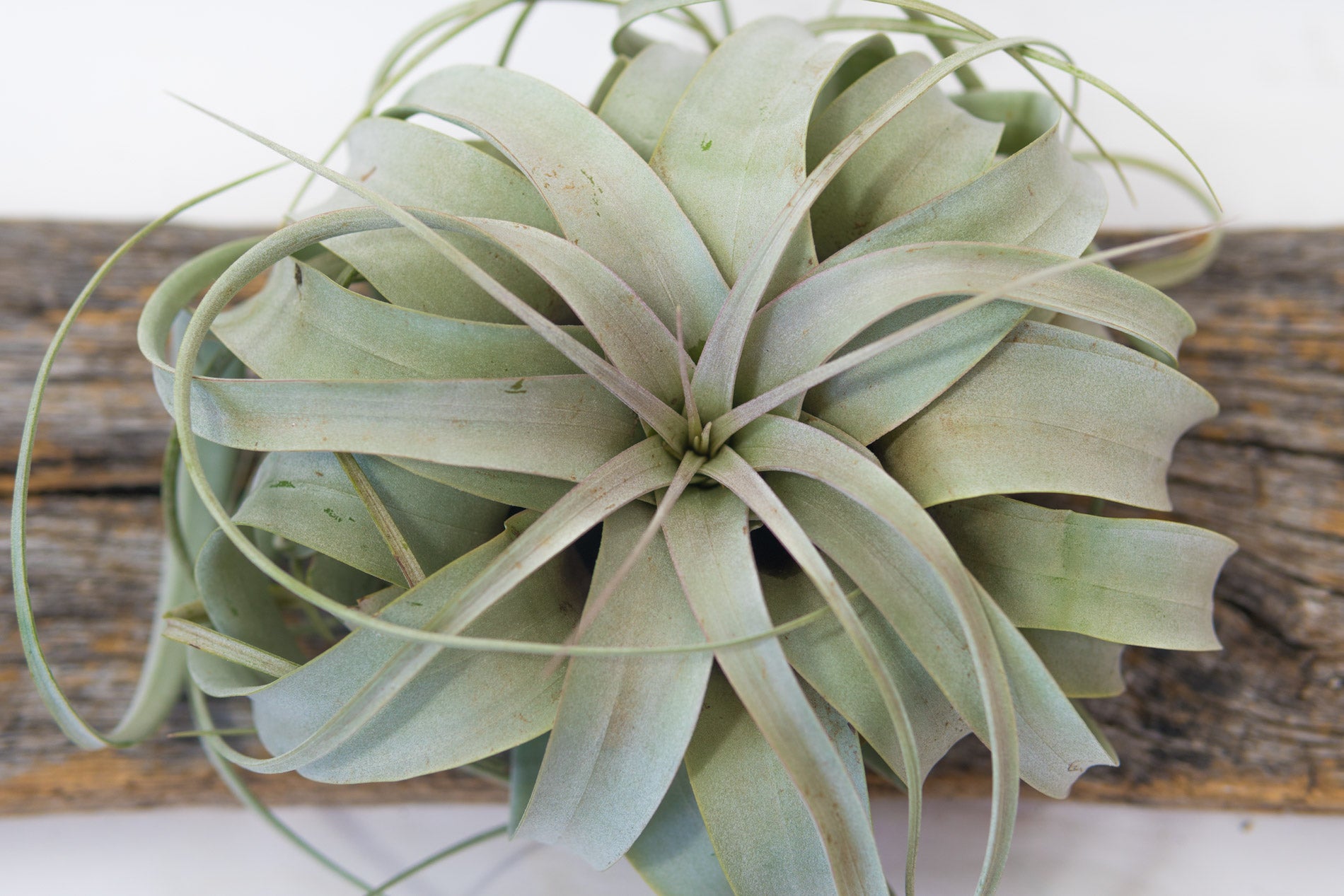 zero graphics air plant Air Plant - Xerographica
