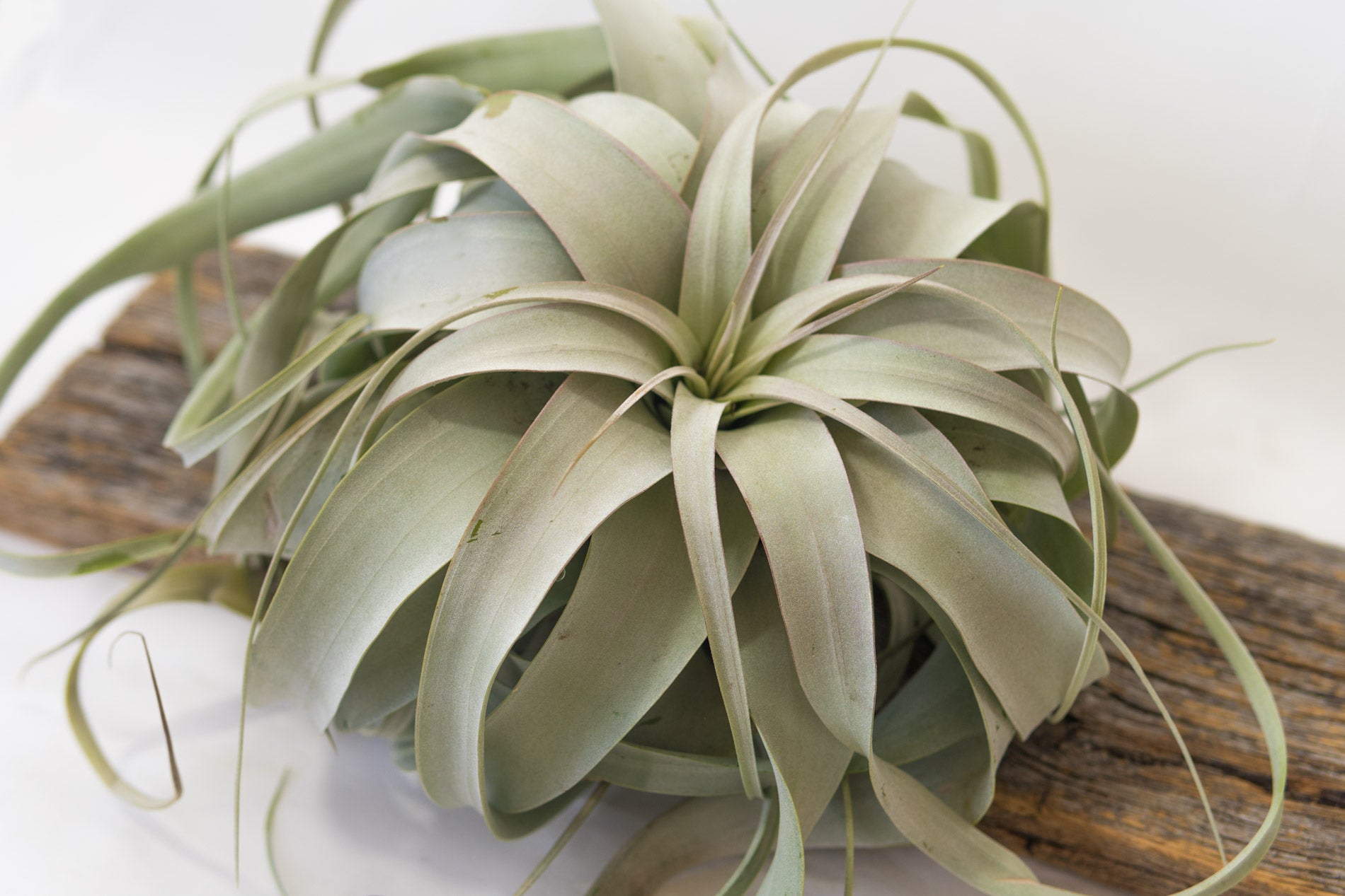 zero grafica air plant Air Plant - Xerographica