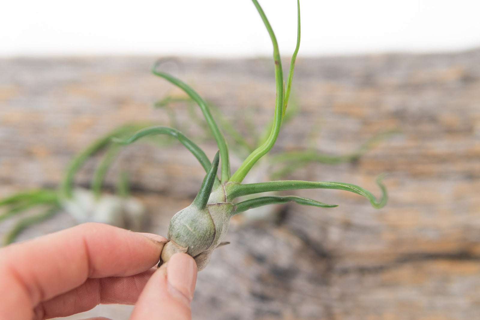 Air Plant -Bulbosa