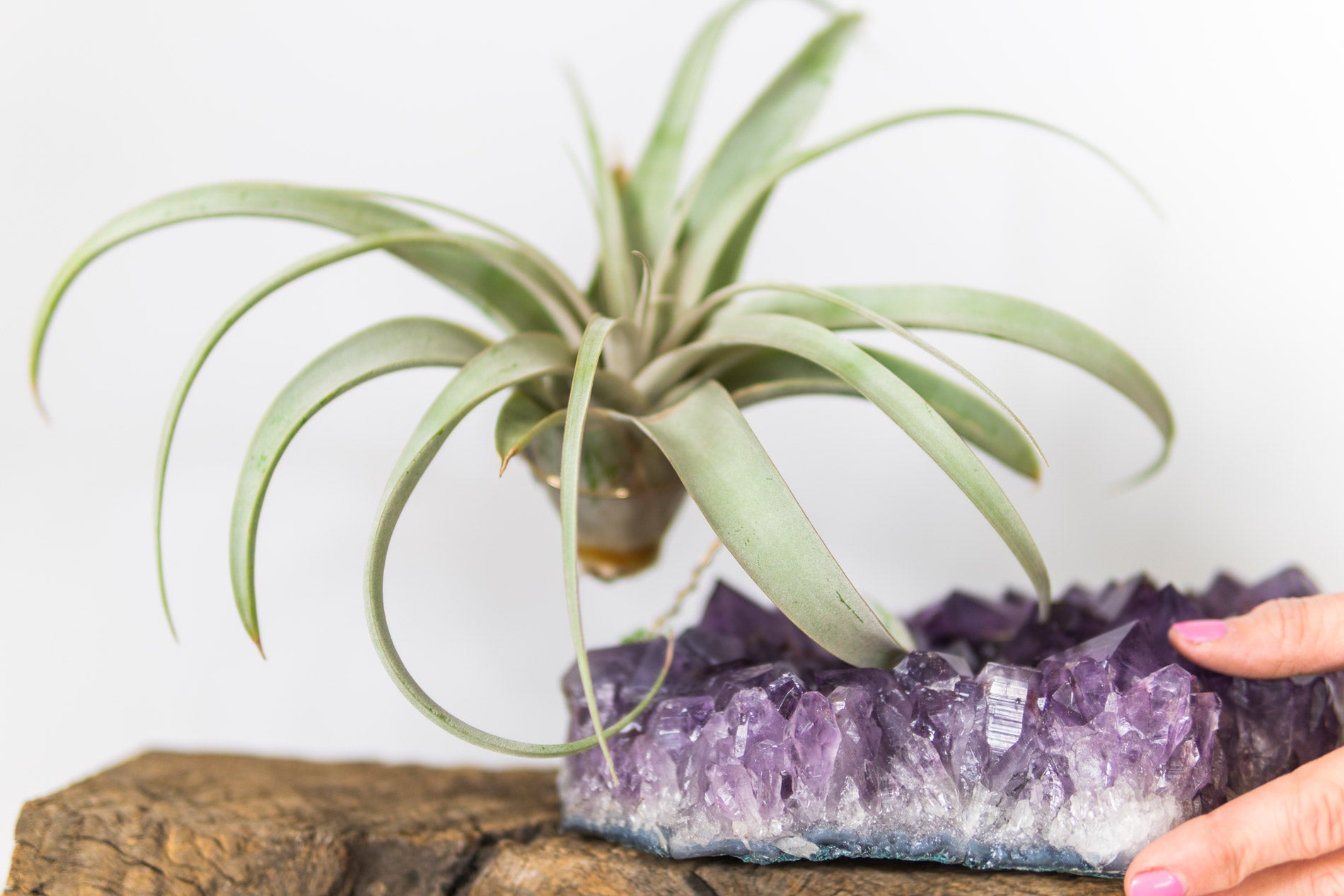Statement Amethyst + Air Plant