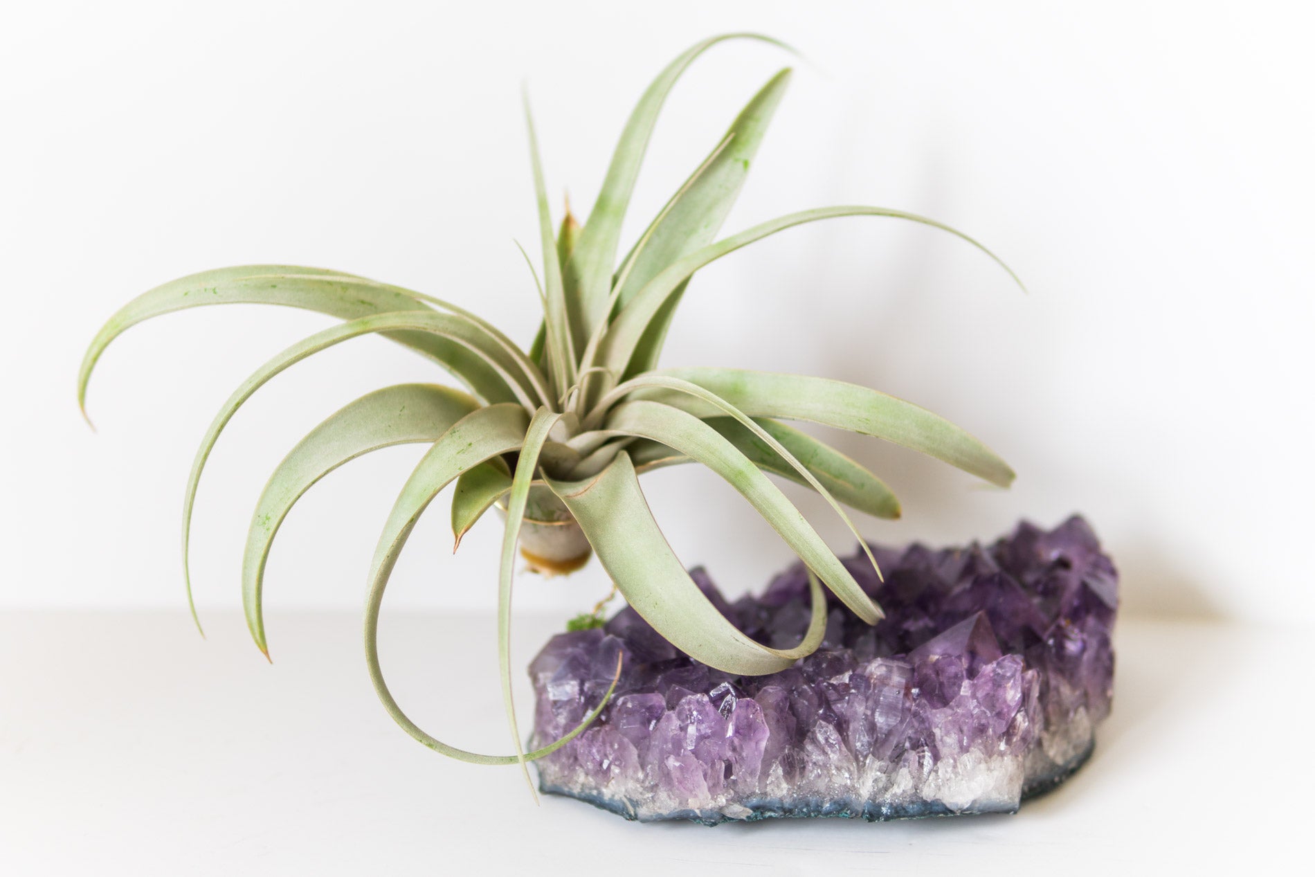 Statement Amethyst + Air Plant