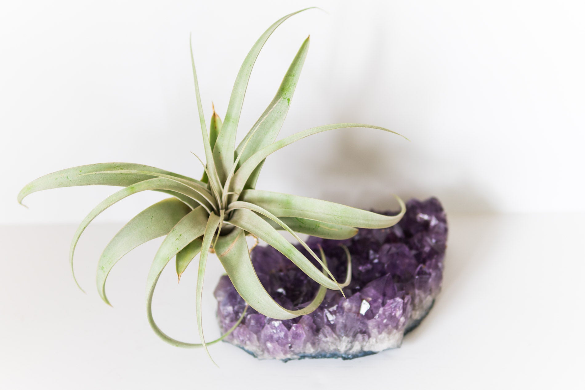 Statement Amethyst + Air Plant