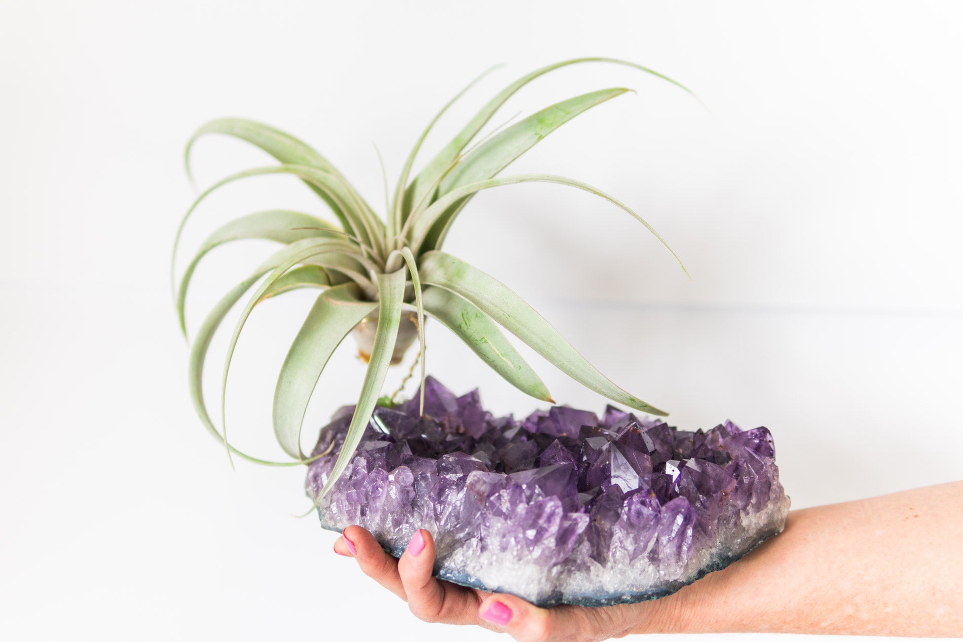 Statement Amethyst + Air Plant