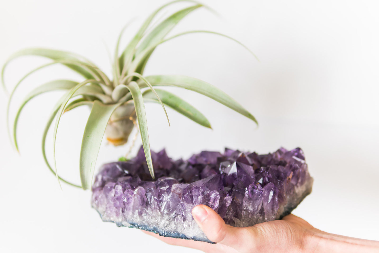 Statement Amethyst + Air Plant