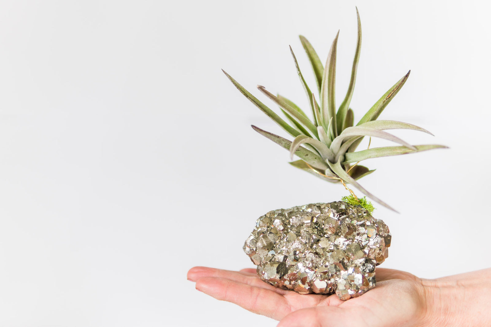 Coco Pyrite + Air Plant
