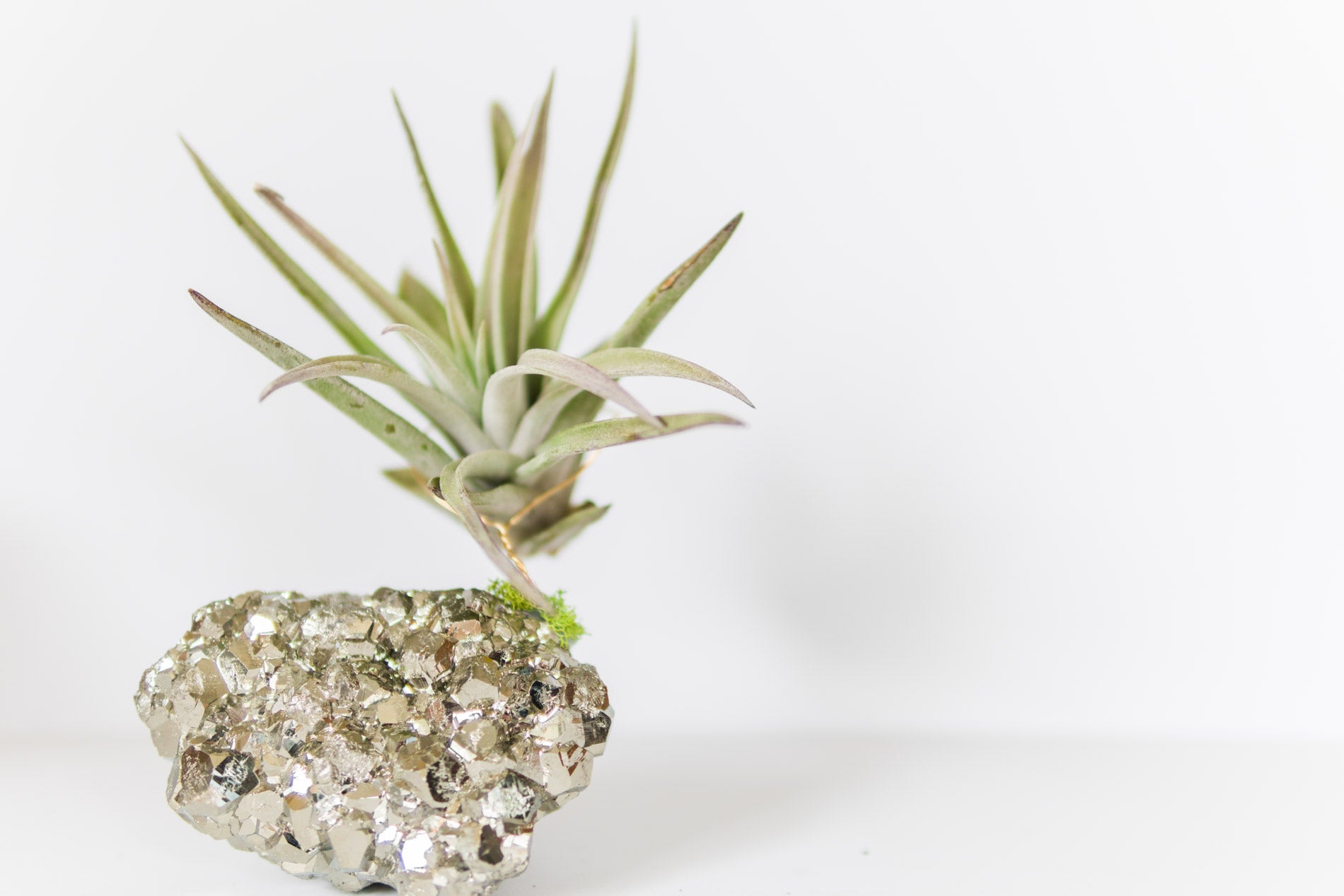 Coco Pyrite + Air Plant