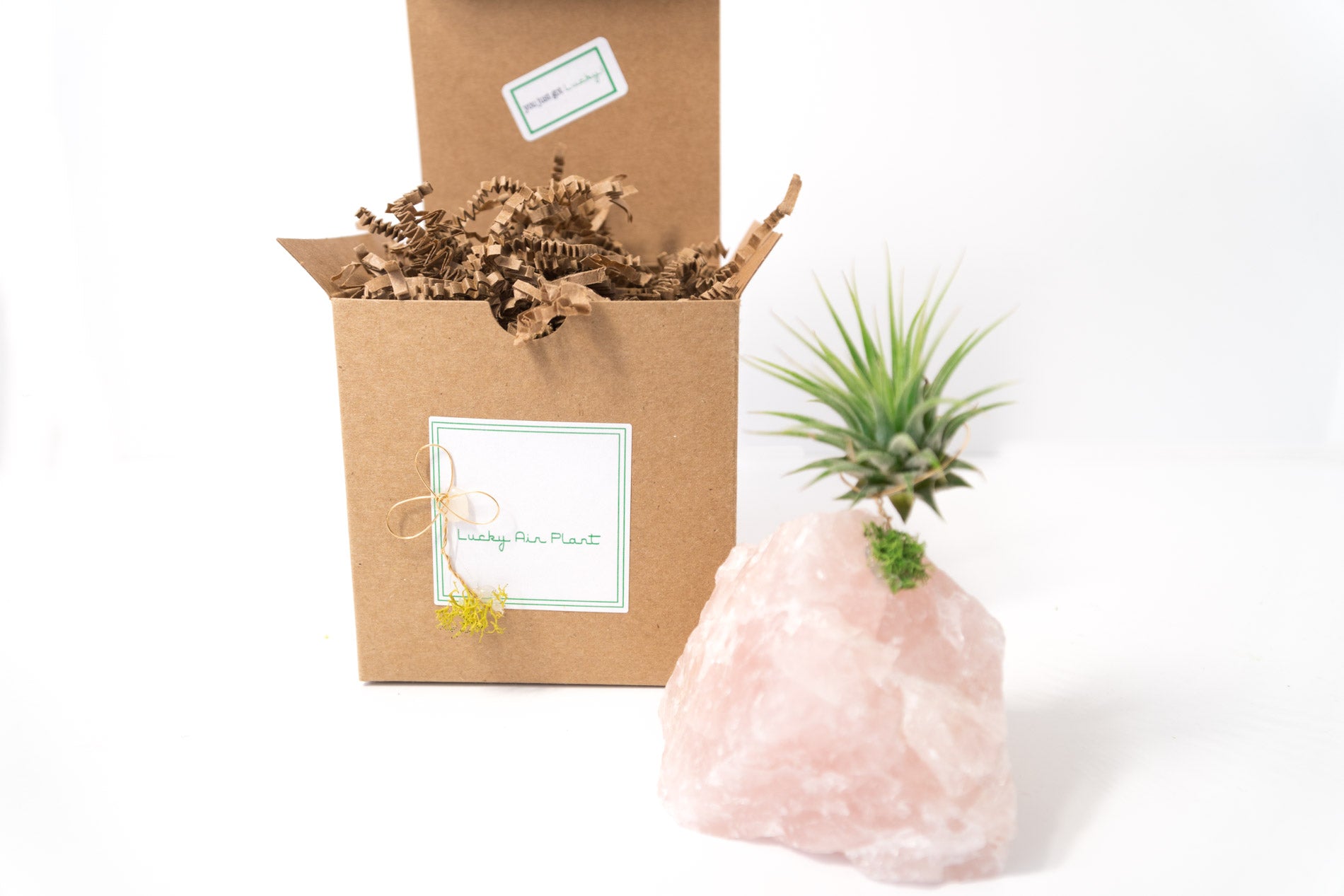 Rose Quartz + Air Plant